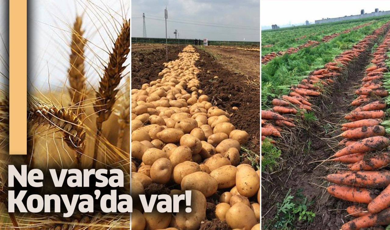 Buğday, patates, fasulye, havuç, et, süt, yumurta| Ne varsa Konya’da var!