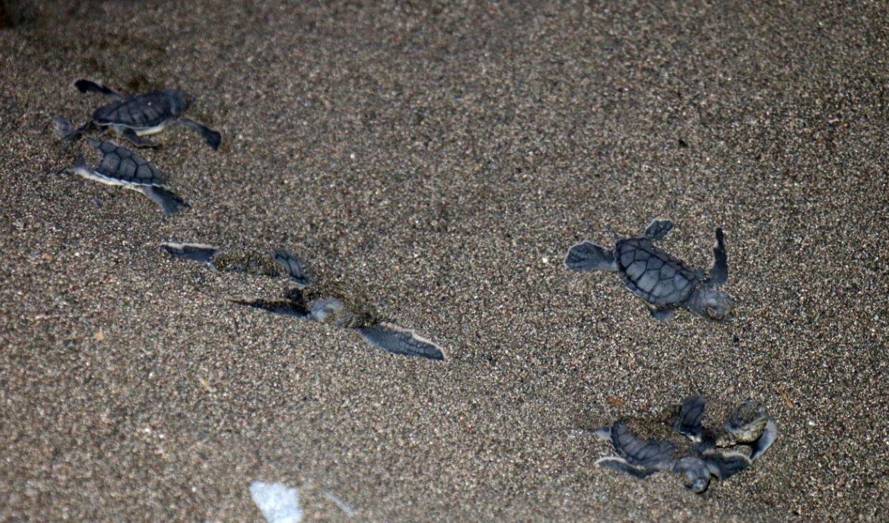  Caretta caretta yavruları denizle buluştu