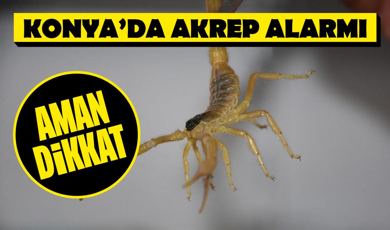  Konya’nın belalısı görülmeye devam ediyor! Bu sefer başka evden çıktı 