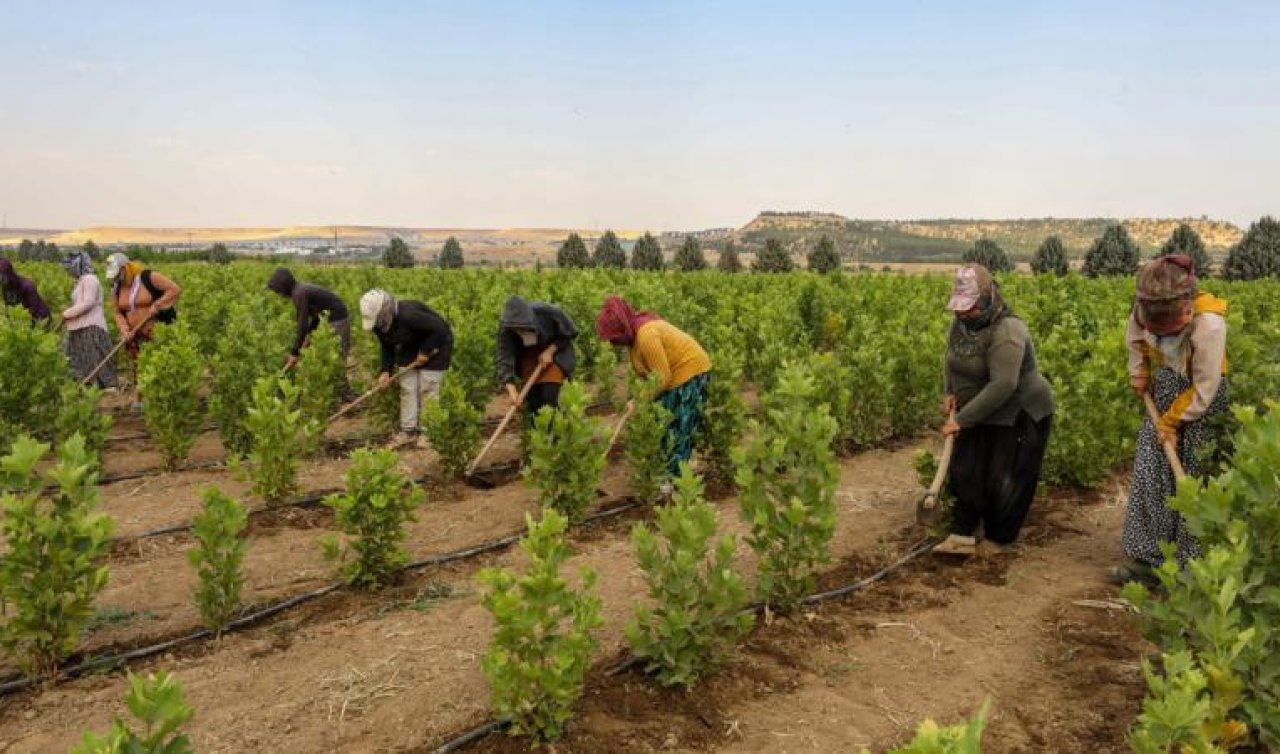 Kavurucu sıcaklara karşı fidanlara yakın koruma