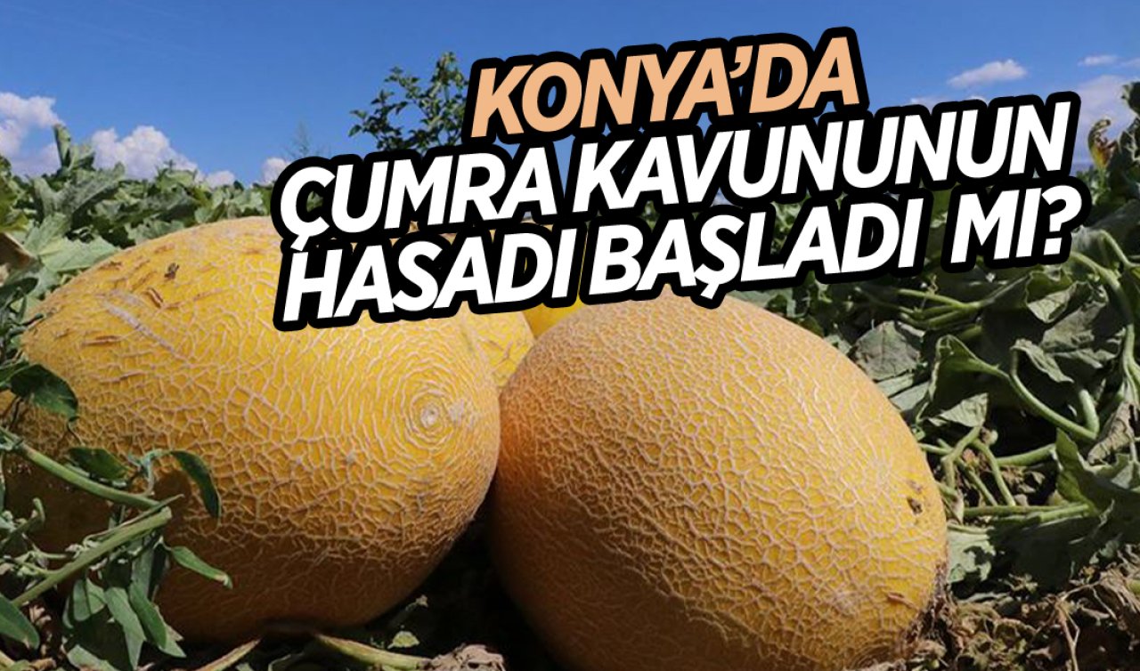 Konya’nın Çumra ilçesinde kavun hasadı başladı mı?
