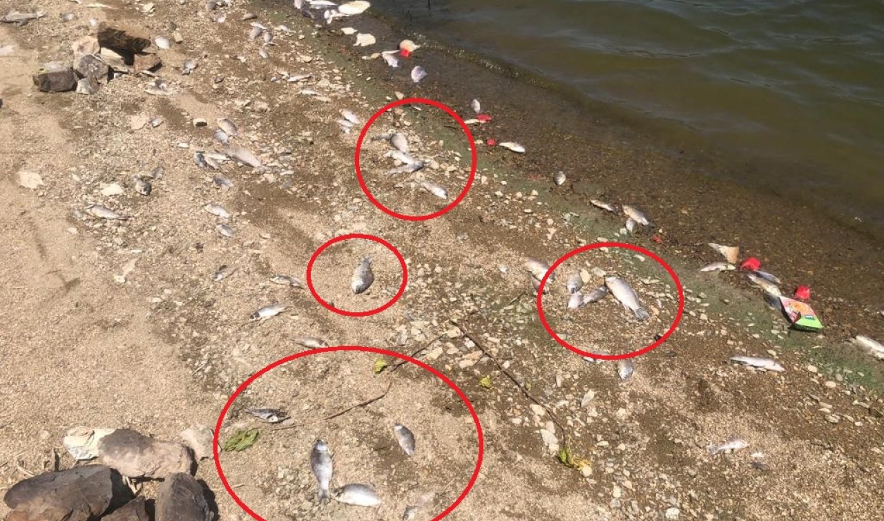  Ölü balıklar karaya vurdu