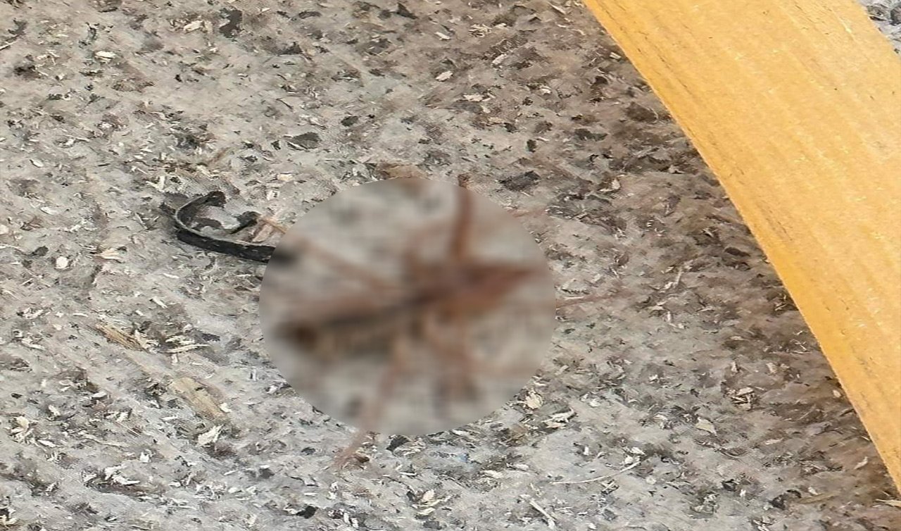 Yok artık! Konya’nın o ilçesinde görüldü! Et yiyor, 1 metre yükseğe zıplayabiliyor