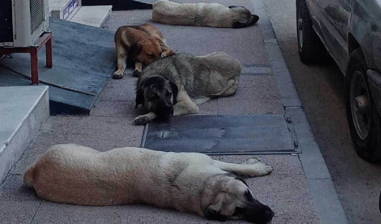 Sokak köpekleri saldırdı: kurumlara açtığı davadan tazminat kazandı!