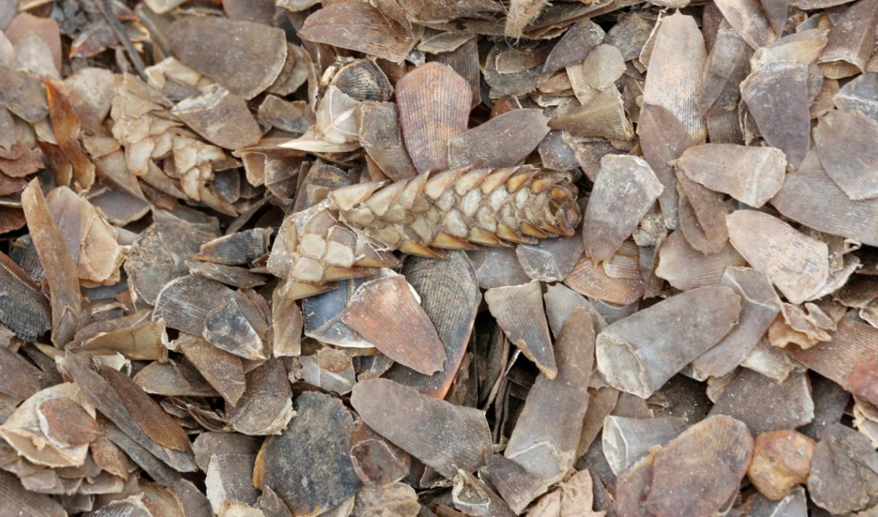  Tayland’da 1,4 milyon dolarlık pangolin pulu ele geçirildi