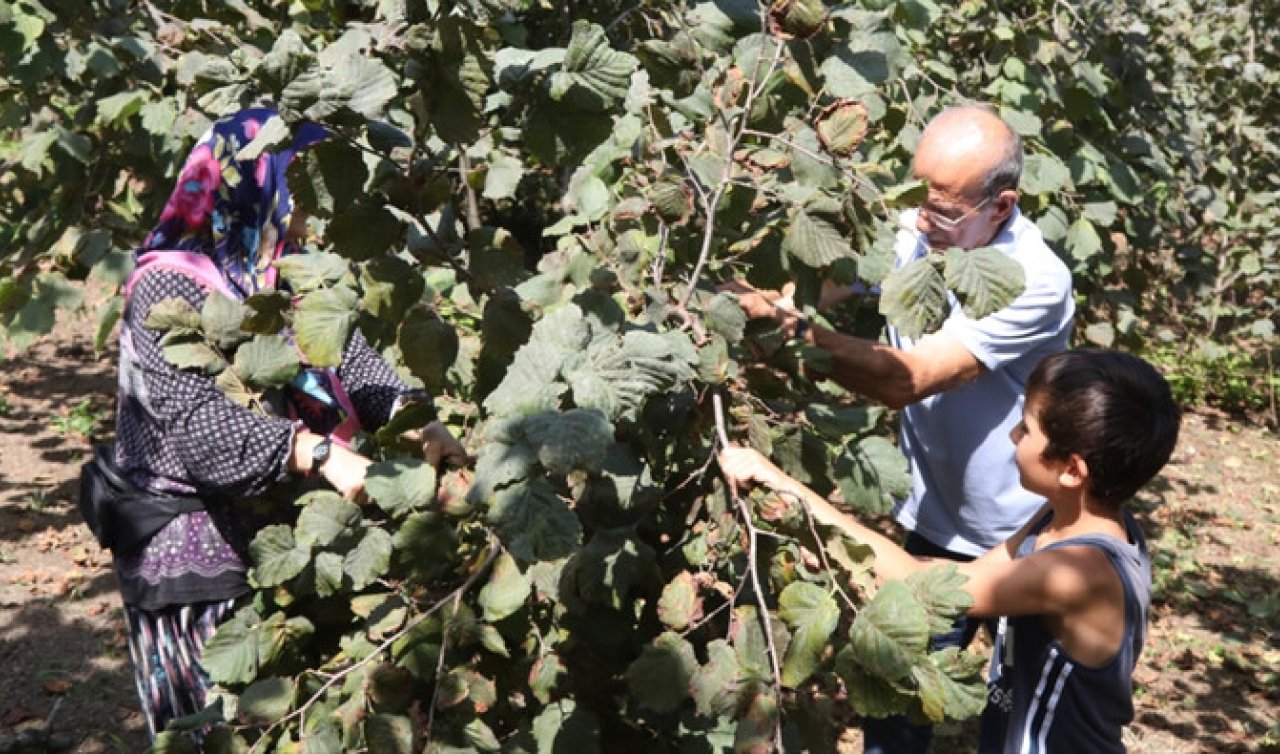  Mevsimlik işçi yevmiyesi 750 lira! Bu işi yapmak için ailecek çalışıyorlar