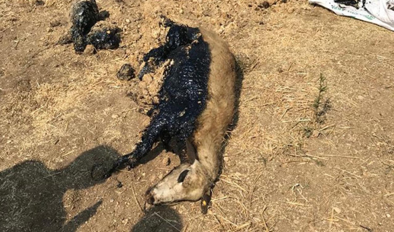 Zifte saplanan koyun ekiplerce kurtarıldı