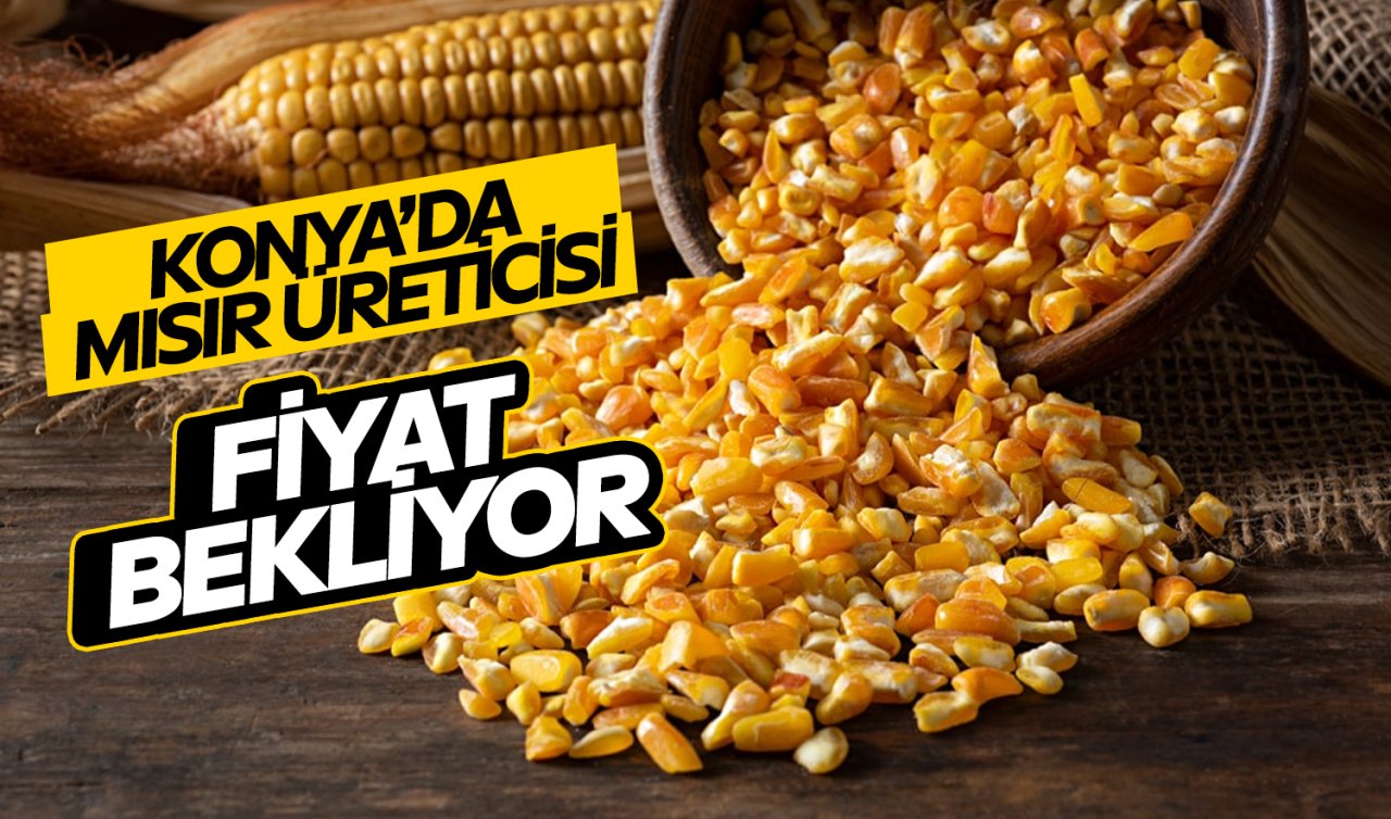 Konya’da mısır üreticisi TMO’dan fiyat bekliyor!