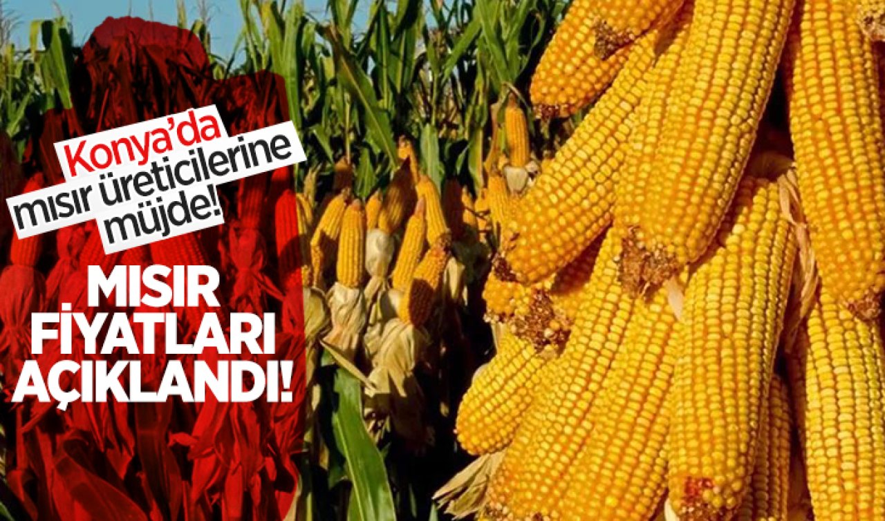 Konya’da mısır üreticilerine müjde! Mısır fiyatları açıklandı