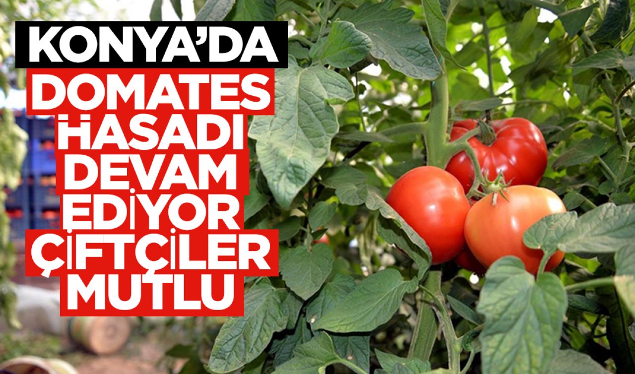 Konya’da domates hasatı devam ediyor! Salça için son fırsat