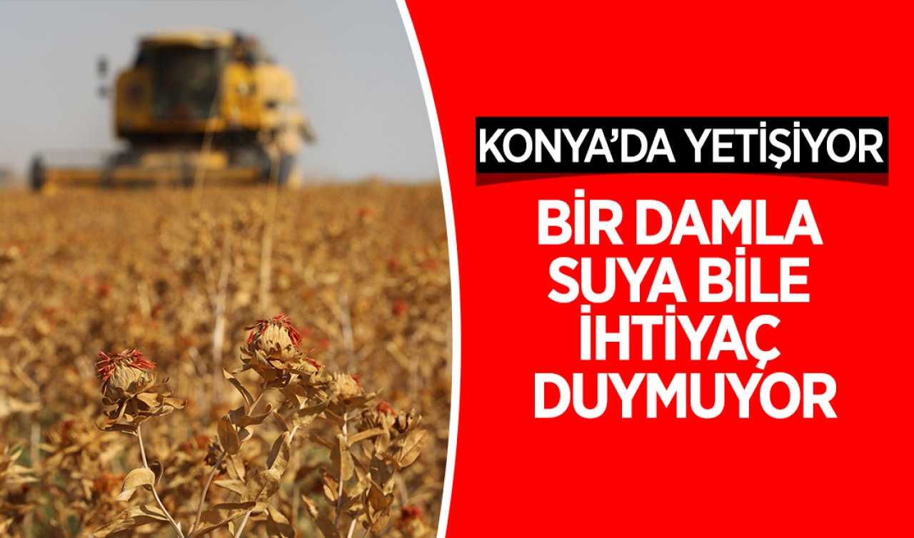 Kapış kapış gidecek! Konya’da yetişiyor: Bir damla suya bile ihtiyaç duymuyor 