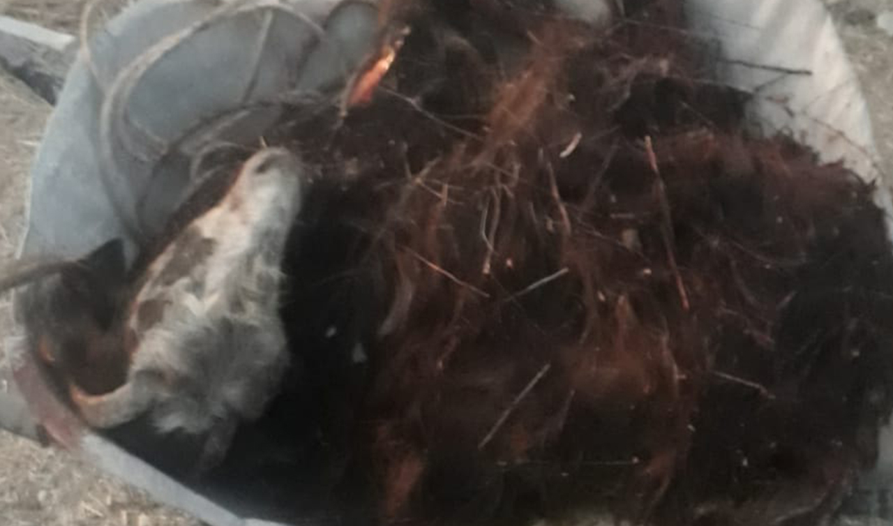 Konya’da sokak köpeği dehşeti: 1 keçiyi parçaladılar, 150 tavuk telef oldu  