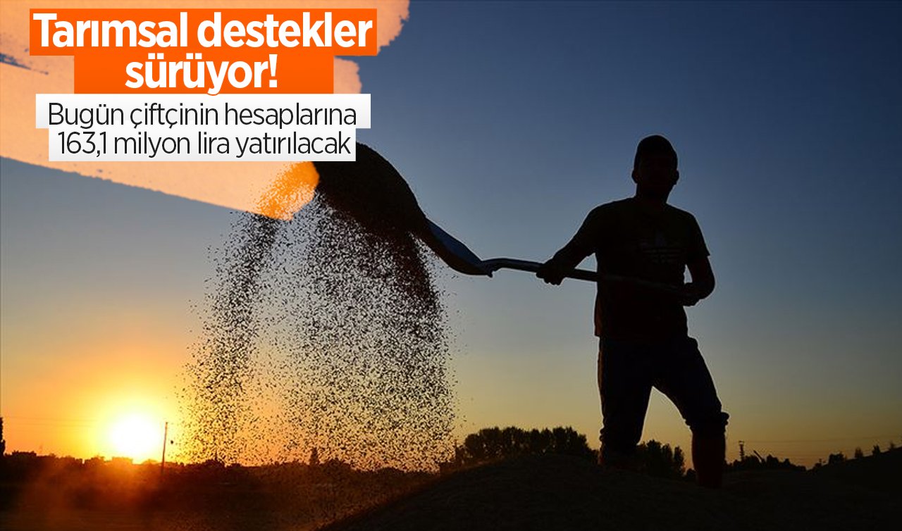  Tarımsal destekler sürüyor! Bugün çiftçinin hesaplarına 163,1 milyon lira yatırılacak