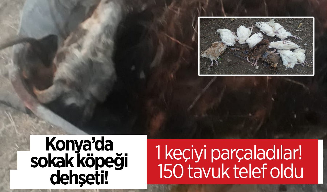 Konya’da sokak köpeği dehşeti! 1 keçiyi parçaladılar! 150 tavuk telef oldu