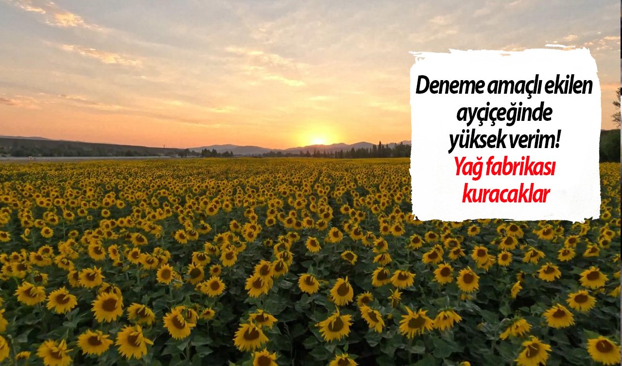  Deneme amaçlı ekilen ayçiçeğinde yüksek verim! Yağ fabrikası kuracaklar