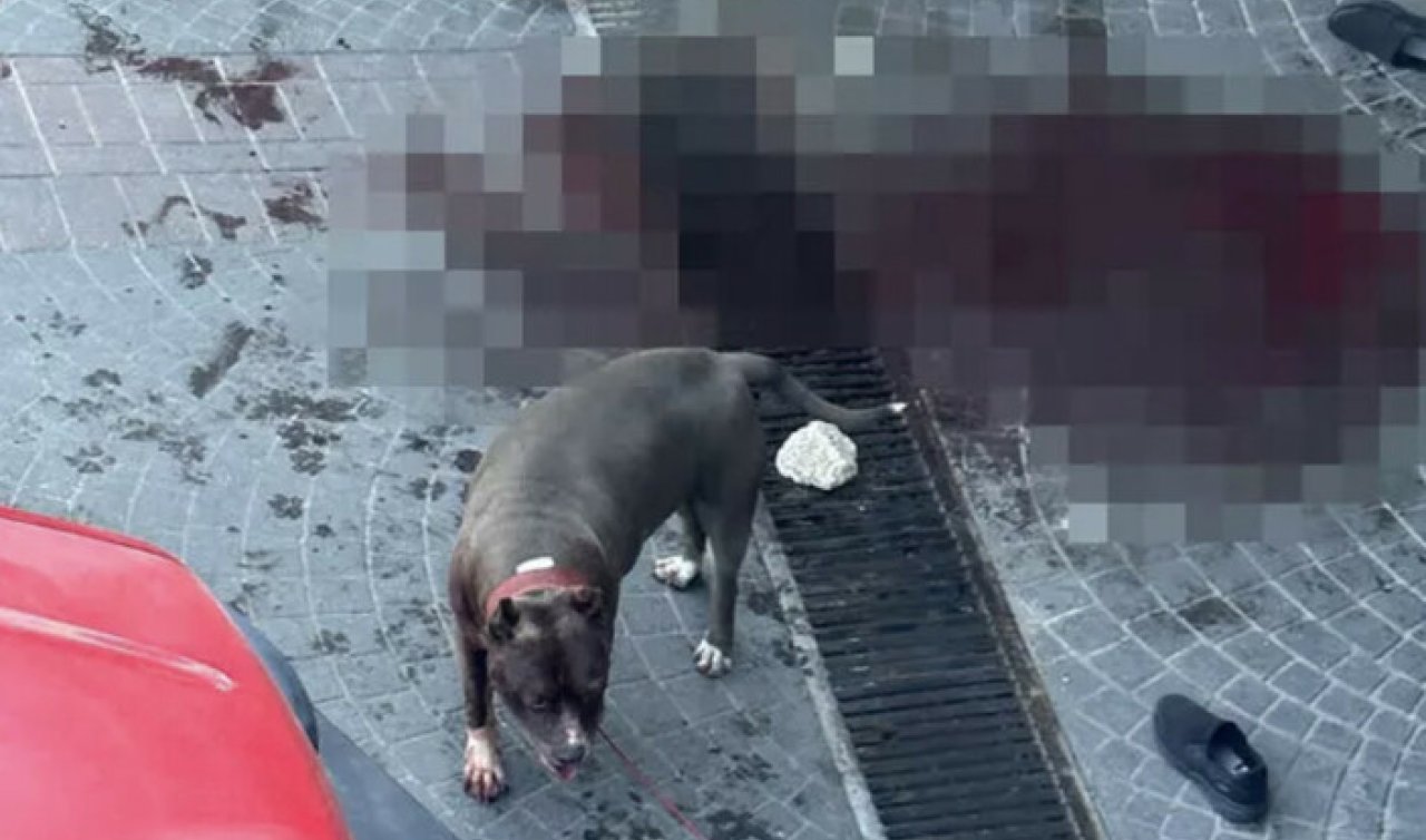 Başıboş köpek dehşet saçtı: Yaşlı adam kanlar içinde kaldı