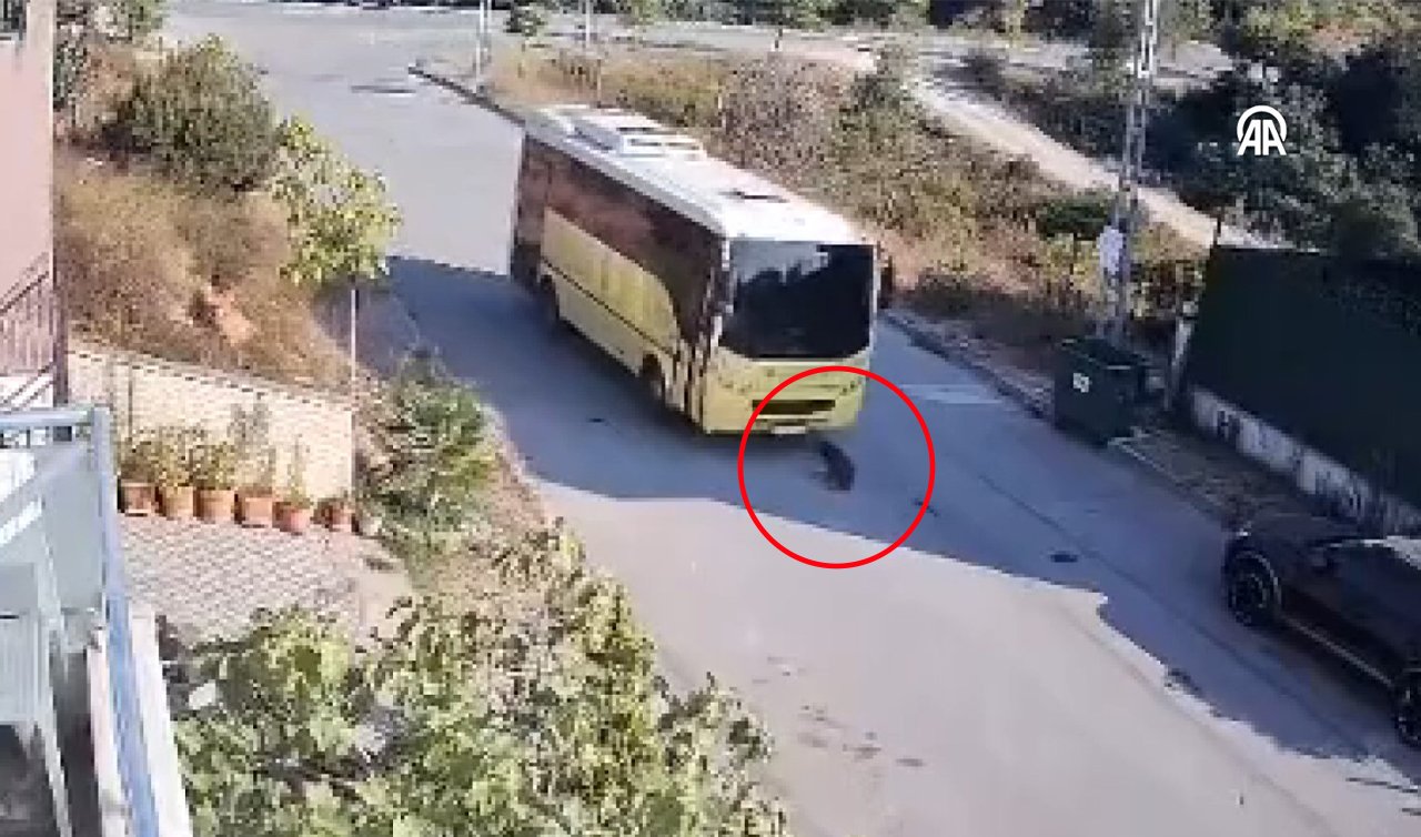 İnanılır gibi değil! Halk otobüsü yolda yatan köpeğe çarptı! İşte o anlar
