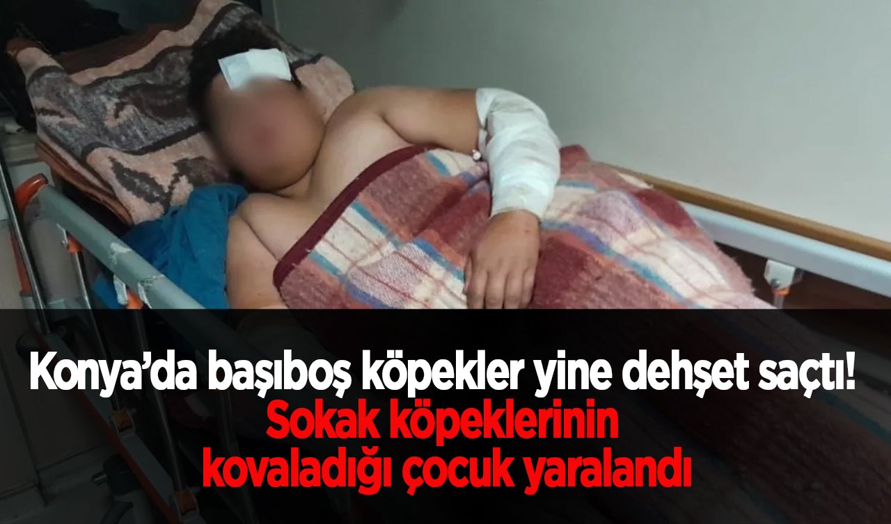 Konya’da başıboş köpekler yine dehşet saçtı! Sokak köpeklerinin kovaladığı çocuk yaralandı