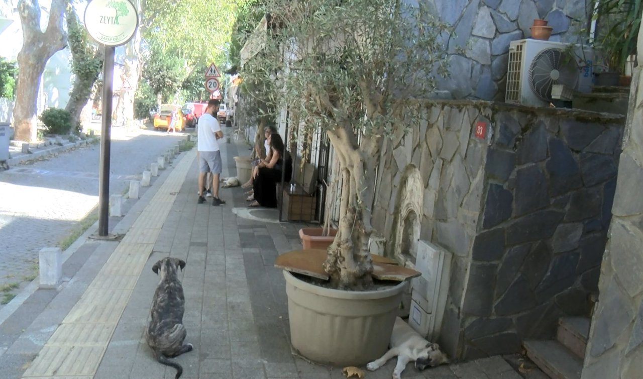 Zeytin ağacı tartışması: Kendini ağaca zincirledi
