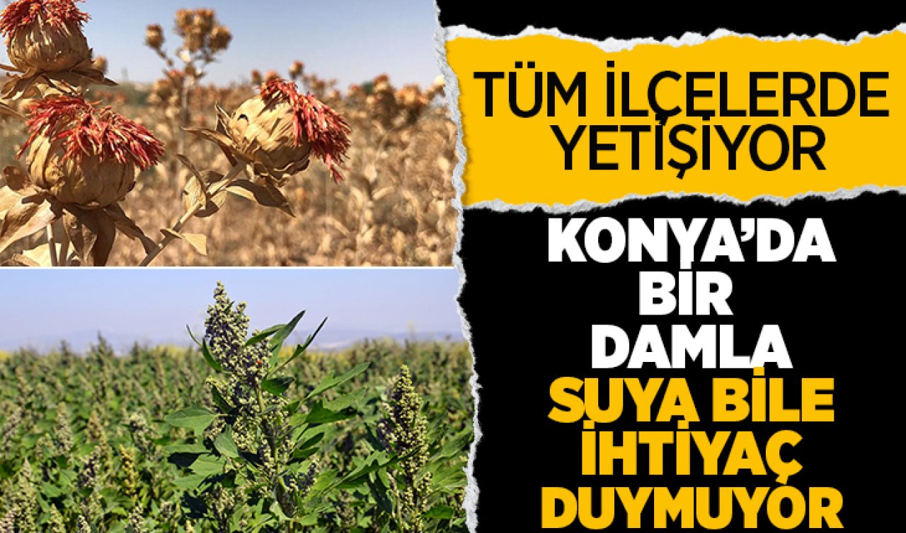 Konya’da bir damla suya bile ihtiyaç duymuyor! Tüm ilçelerde yetişiyor