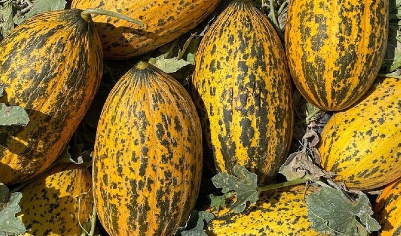 Tatlı olup olmadığını anlamak bu kadar basitmiş! Kavun alırken bunlara dikkat edin!