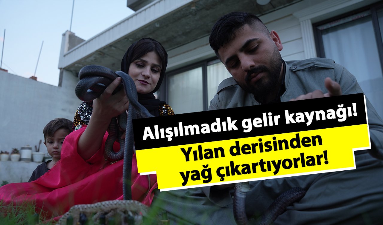  Yılan derisinden yağ çıkartıyorlar! Alışılmadık gelir kaynağı!