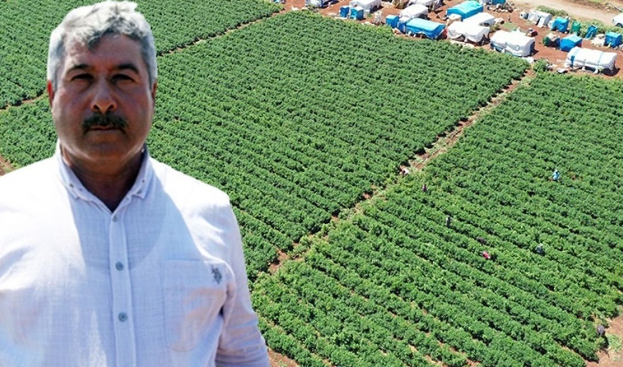 25 yıllık çiftçi jalapeno biberiyle 40 ülkeye ihracat yapıyor