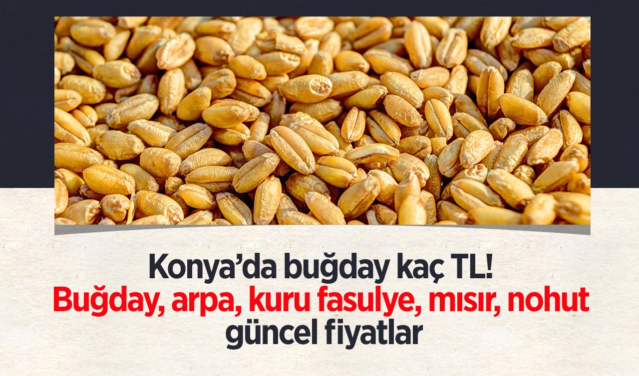Konya’da buğday kaç TL! Buğday, arpa, kuru fasulye, mısır, nohut güncel fiyatlar