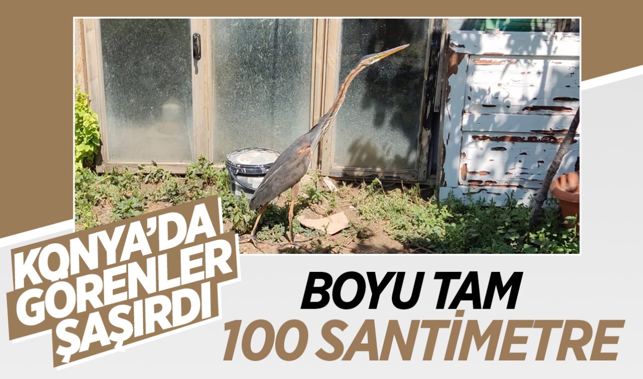  Konya’da görenler şaşırdı! Boyu tam 100 santimetre 