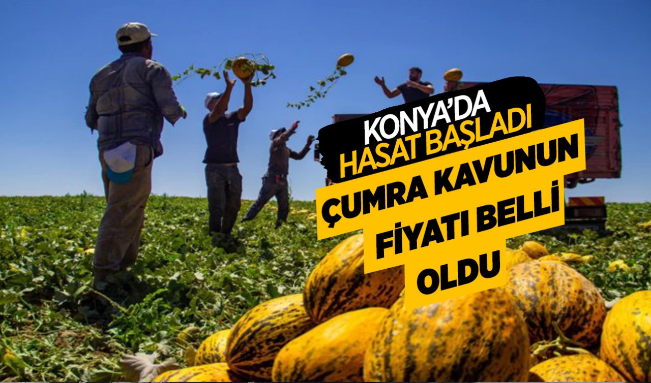 Konya’da hasat başladı! Meşhur Çumra kavununun tanesi 60 TL