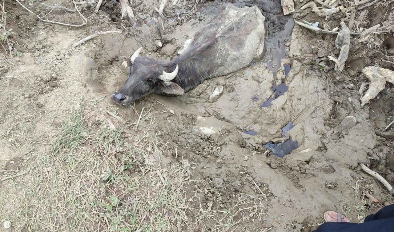 Bataklığa saplanan 3 büyükbaşı itfaiye kurtardı! Kurtarılma anı kamerada