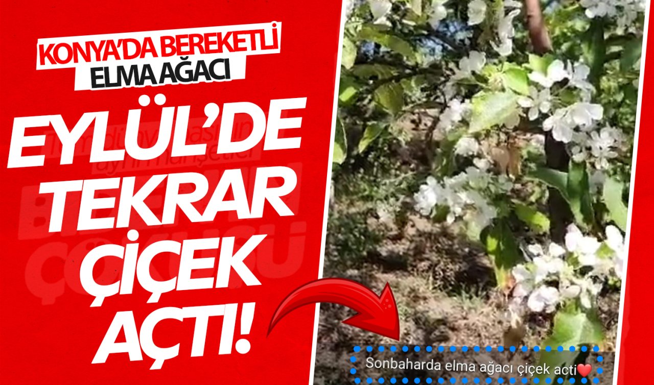 Konya’da bereketli elma ağacı: Eylül’de tekrar çiçek açtı!