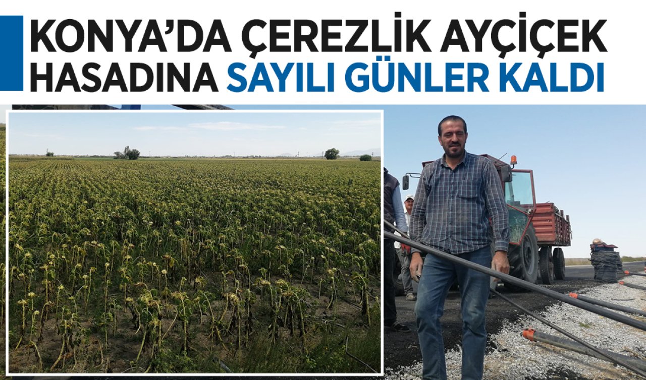 Konya’da çerezlik ayçiçeği hasadına hazırlıklar başladı!