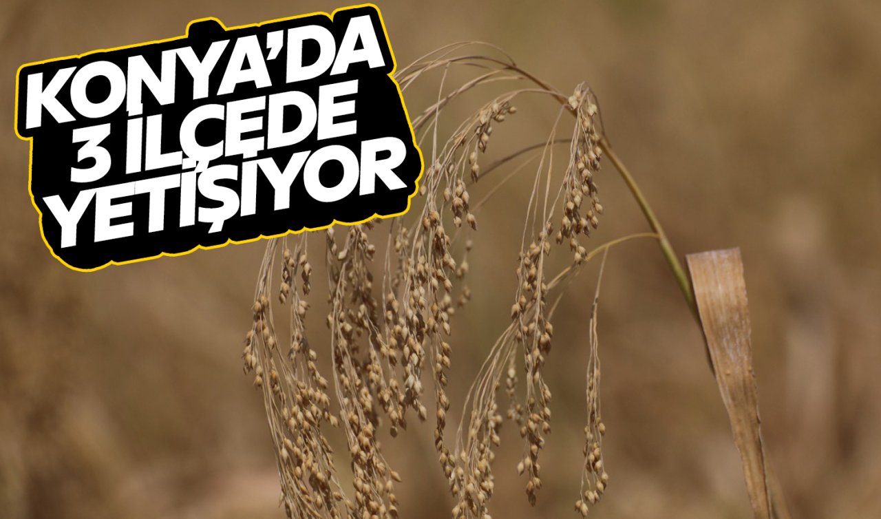 Konya’nın 3 ilçesinde yetişiyor! Tüm Türkiye’nin ihtiyacını karşılıyor