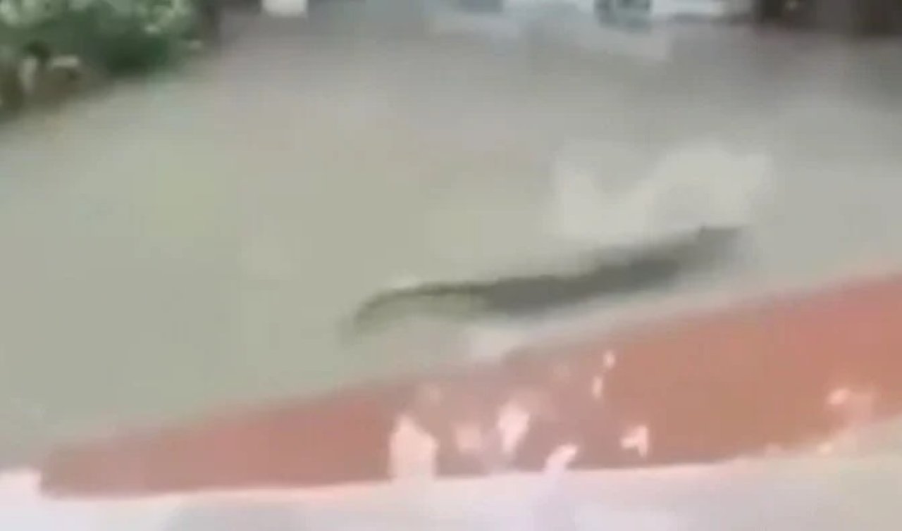 Selde korkutucu ayrıntı! 75 timsah çiftlikten kaçtı