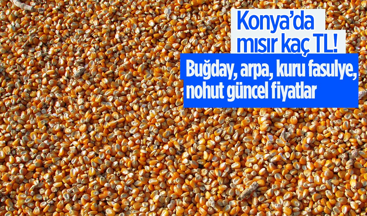 Konya’da mısır kaç TL! Buğday, arpa, kuru fasulye, mısır, nohut güncel fiyatlar arttı