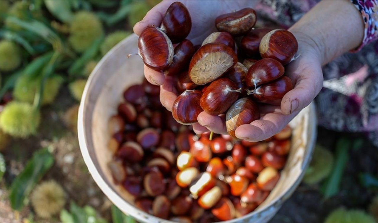 Birçok hastalığa karşı kalkan oluyor! Vitamin deposu kestanenin faydaları saymakla bitmiyor