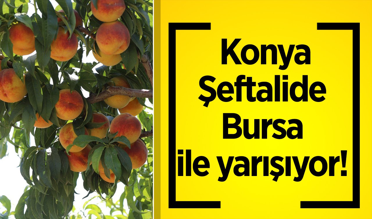 Konya şeftalide Bursa ile yarışıyor! İşte meşhur ilçeleri...