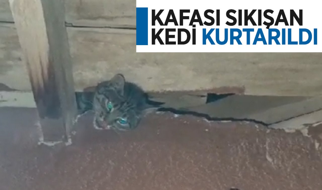Kafası sıkışan kedi kurtarıldı!
