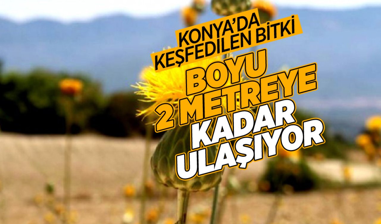 İlk defa Konya’da keşfedilen bitki! Boyu 2 metreye kadar uzuyor