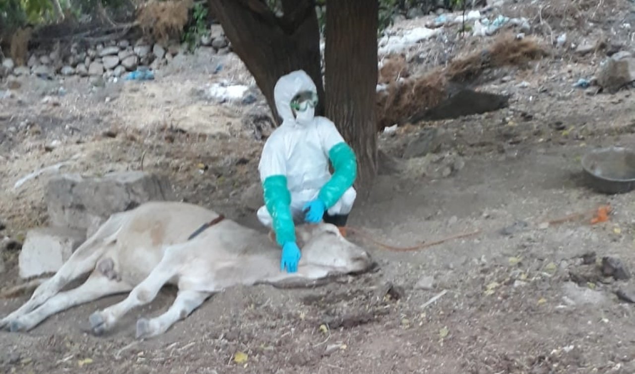 Köpek ve ısırdığı 2 inekte kuduz bulguları görüldü çiftlik karantinaya alındı!