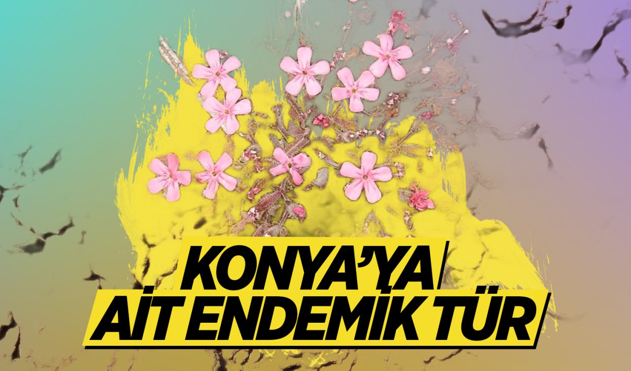 Dünya’da sadece Konya’da var! Endemik bir tür