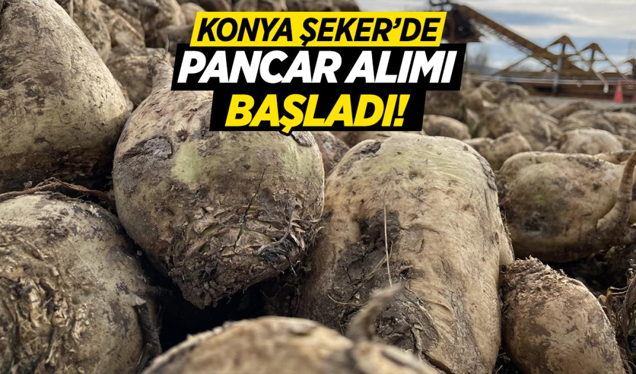 Konya Şeker’de pancar alımı başladı! Pancar fiyatları açıklandı mı?
