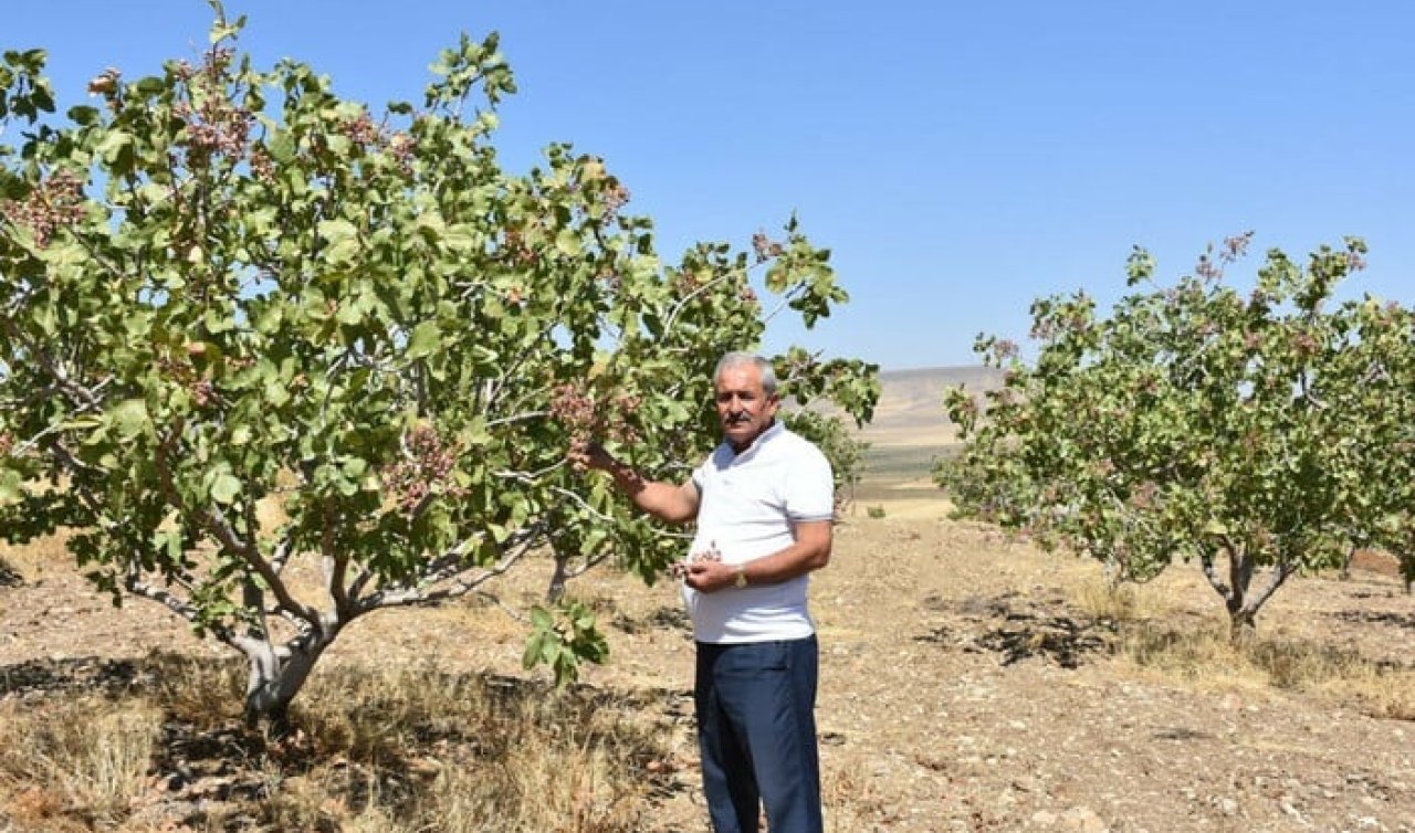 “Yeşil Altın’’ın kilosu dudak uçuklattı! Tarlasına kamera yerleştirdi