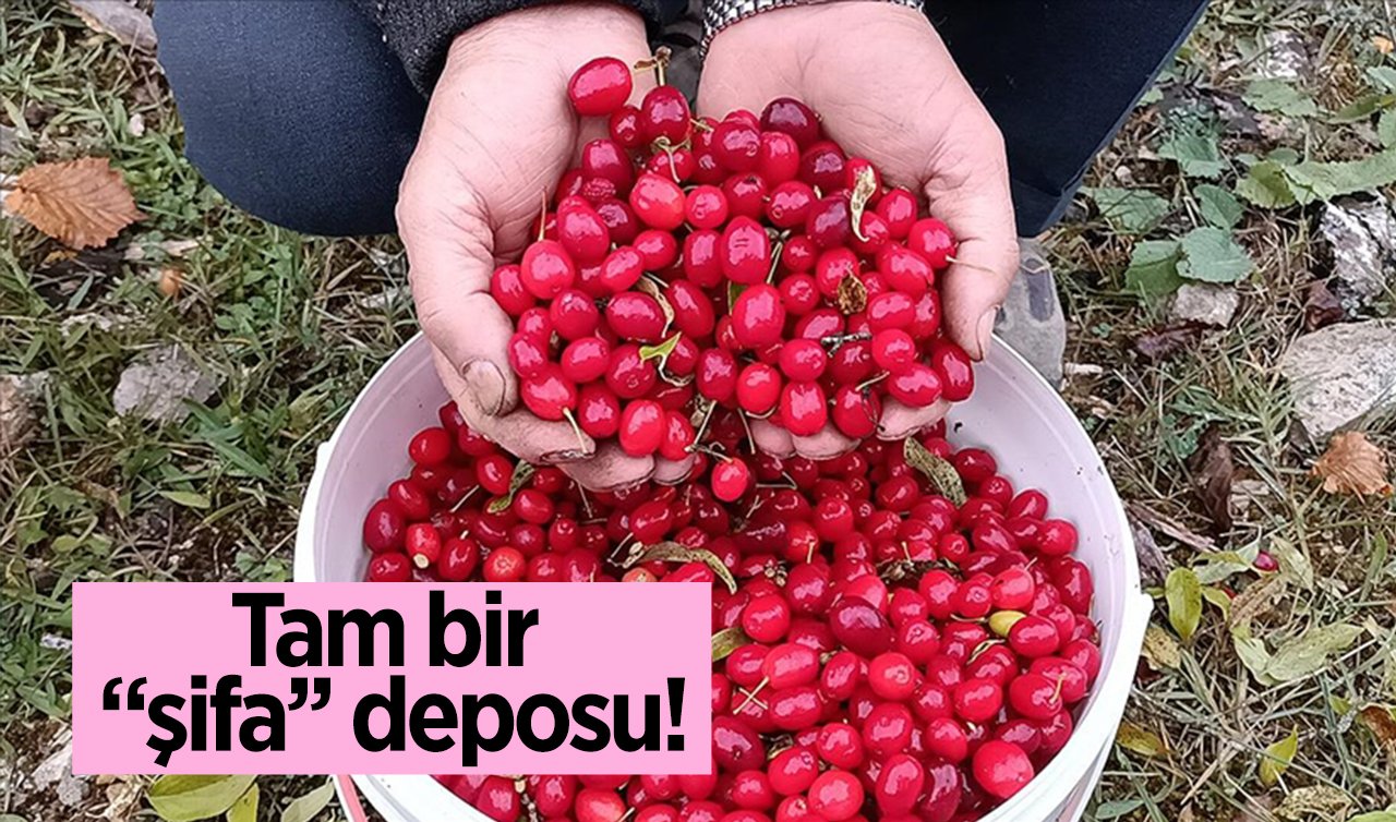 Konya’da ‘ergen’ Tokat’ta ‘kiren’ olarak biliniyor! Bolu, Bursa, Çanakkale ve Kütahya’da bolca üretilen şifa deposu kızılcık