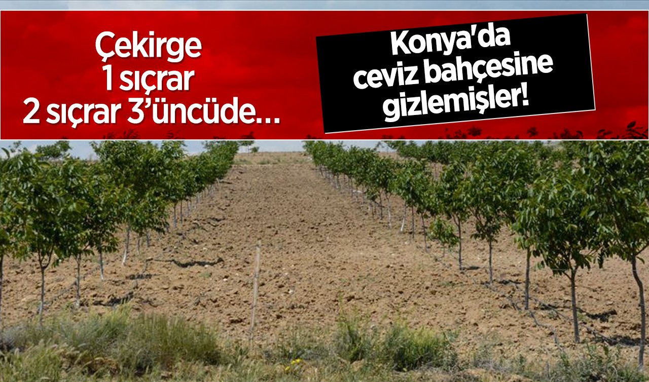 Konya’da ceviz bahçesine gizlemişler! Çekirge 1 sıçrar 2 sıçrar 3’üncüde…