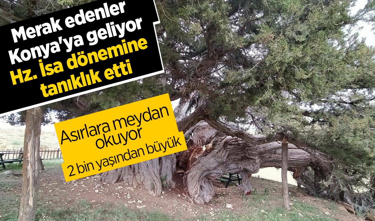 Dünya’nın 2 numarası Konya’da yükseliyor! Hz. İsa dönemine tanıklık etti| Tek başına orman