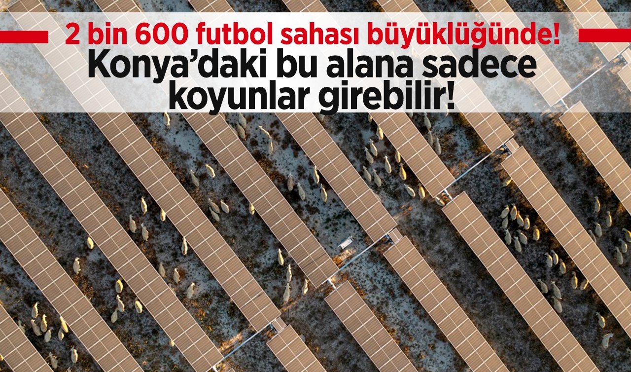 2 bin 600 futbol sahası büyüklüğünde! Konya’daki bu alana sadece koyunlar girebilir! 