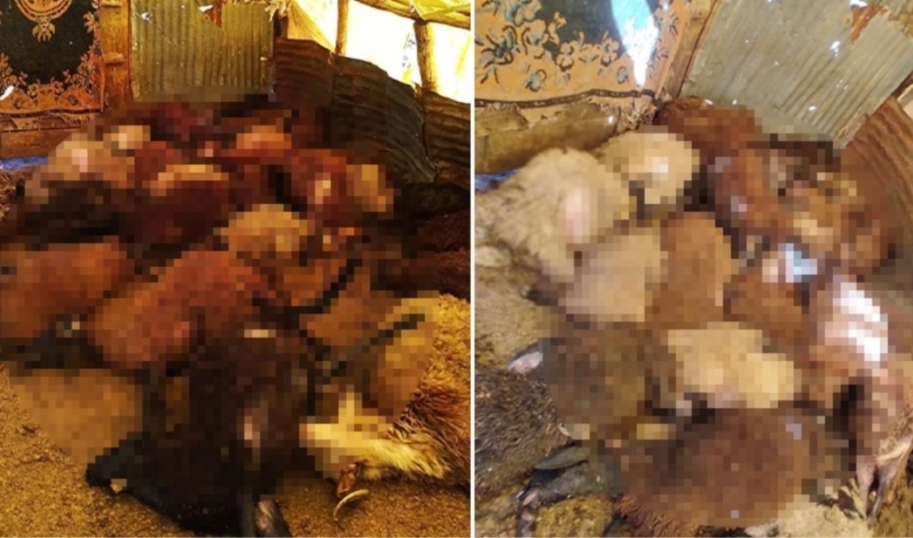 Ahıra dalan kurtlar 50 koyunu telef etti! İşte o anlar