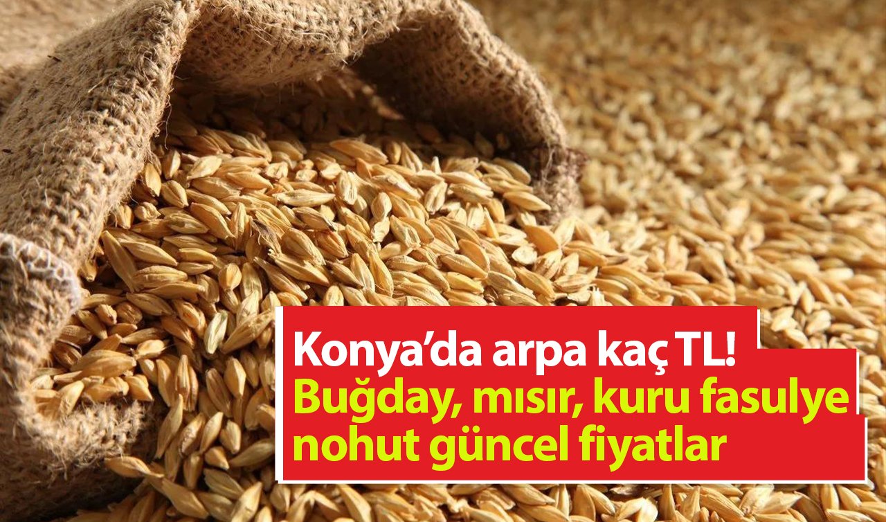 Konya’da arpa kaç TL! Buğday, mısır, kuru fasulye, nohut güncel fiyatlar